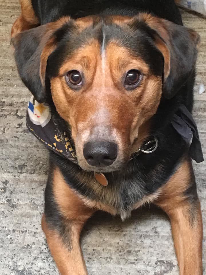 Connor was adopted from the Humane Society